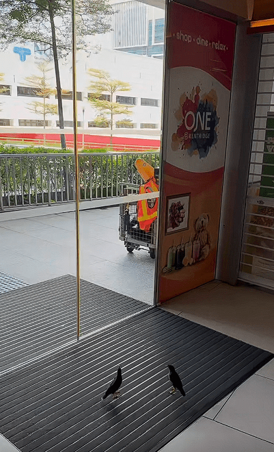 Birdt triggering sliding door Screenshot 2024-12-27 175120 (3)