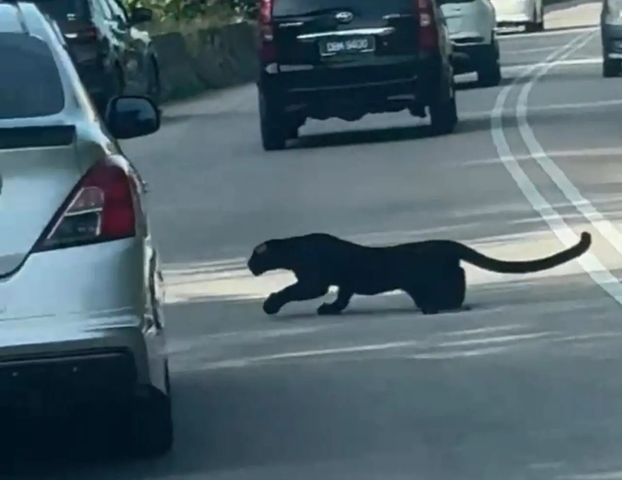 Black panther crossing road