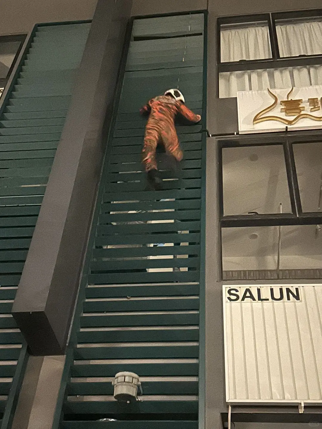 Bomba save cat down from ledges (1)