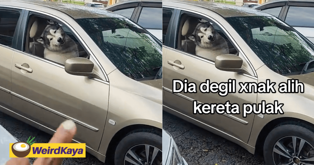 'Bro, Can Move Your Car Please?' - M'sian Amused To See Husky Be Behind The Wheel In Hilarious Clip