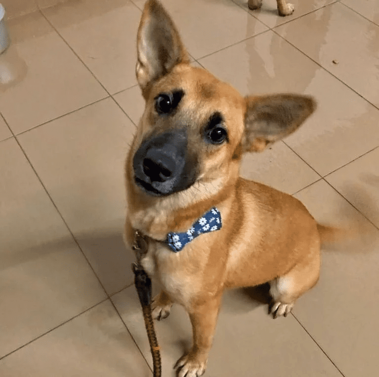 A brown dog named Teh