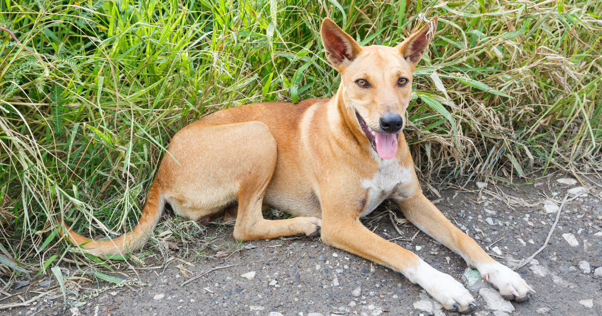 brown stray dog sitting at the side of a field
