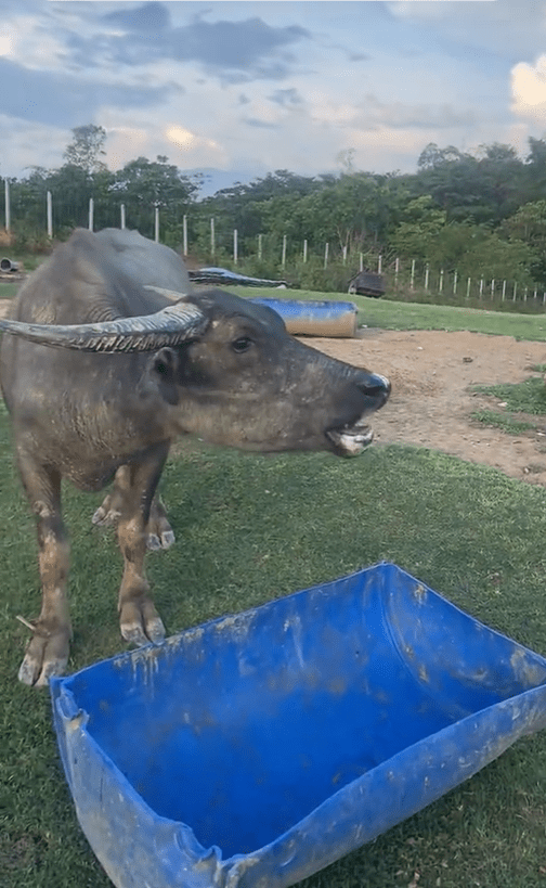 Buffalo calls out to its friends