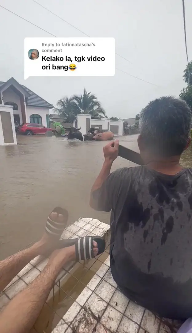 buffaloes trying to scare msian on boat
