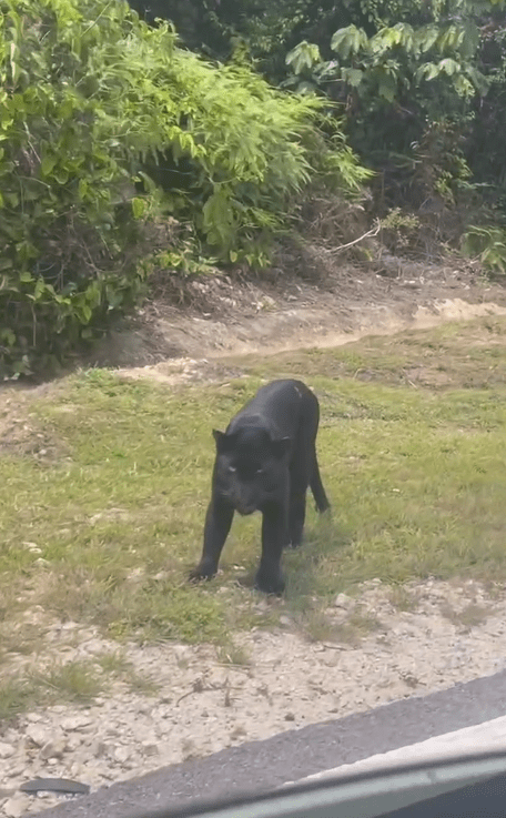 Car hit Black Panther (2)