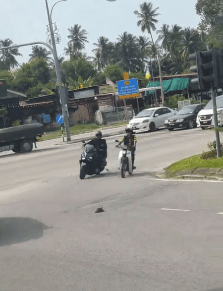 Carrying Tortoise across busy road (2)