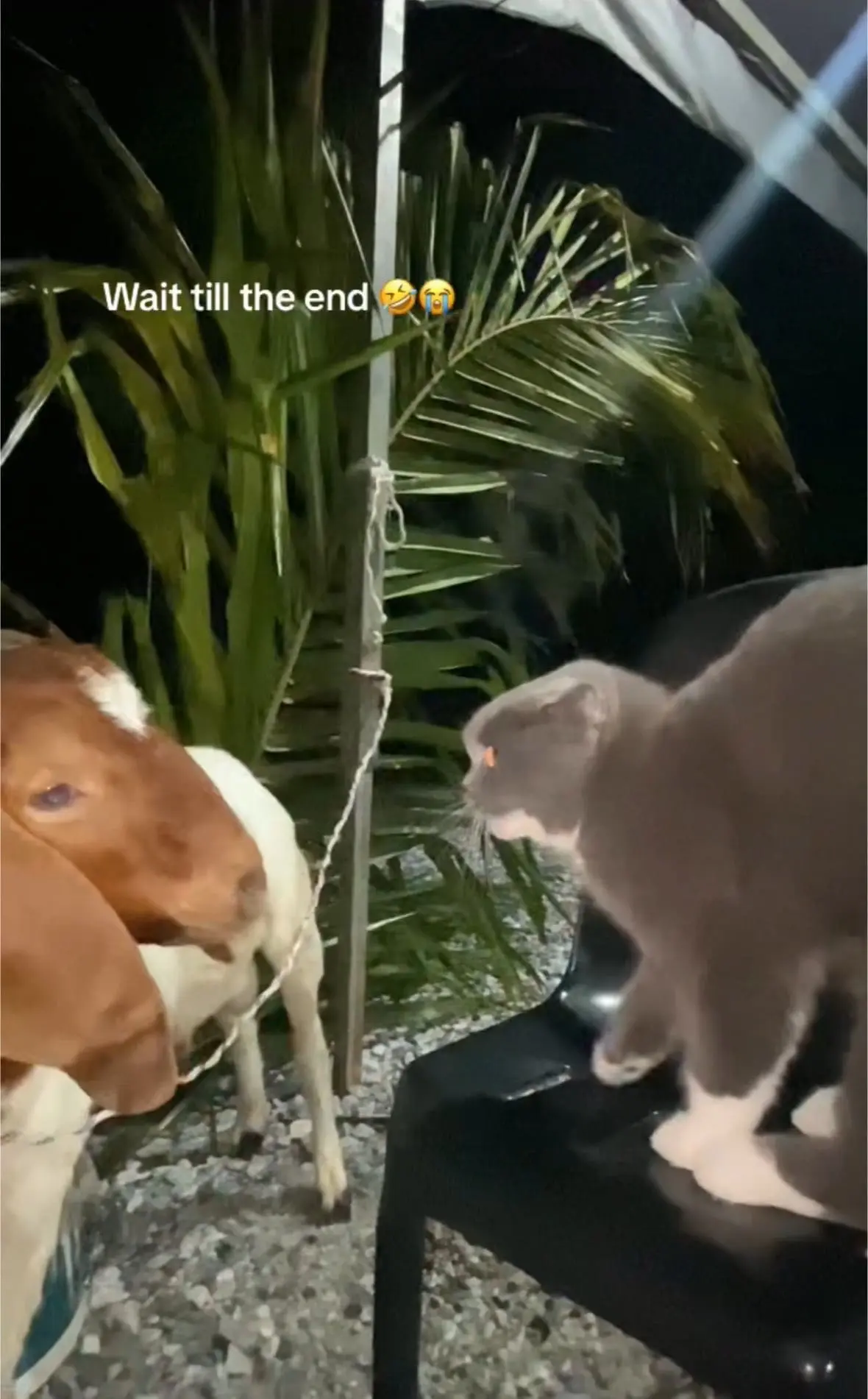 cat and goat staring at each other