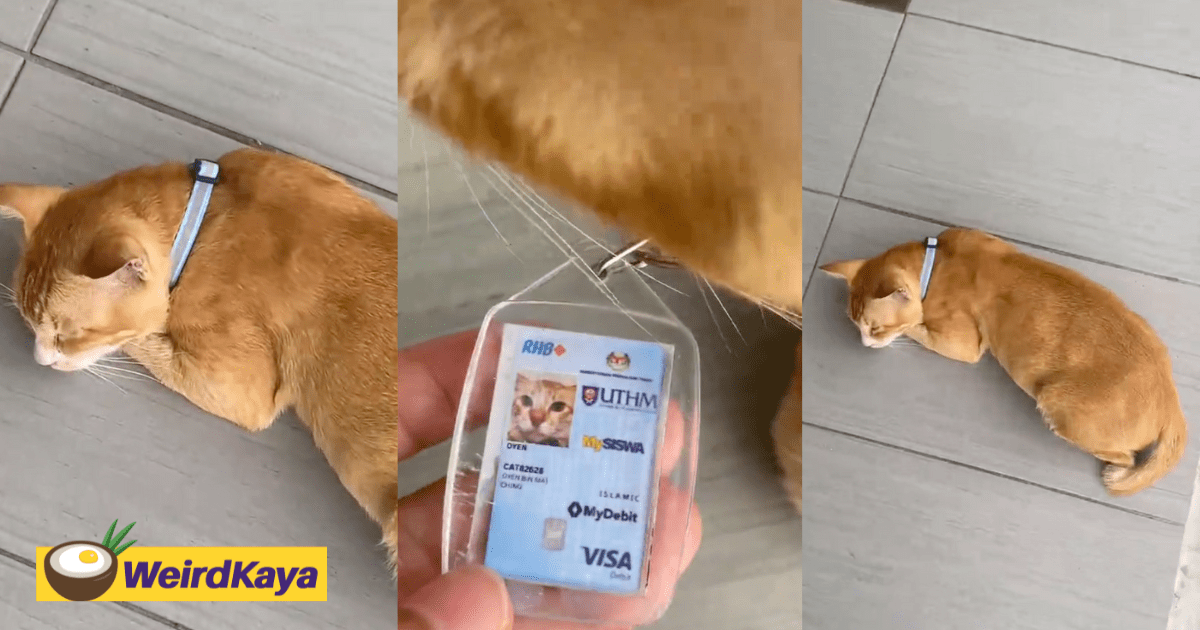 Cat At M'sian Uni Goes Viral With Its Own Student Card, But Its Major Skill Seems To Be Napping