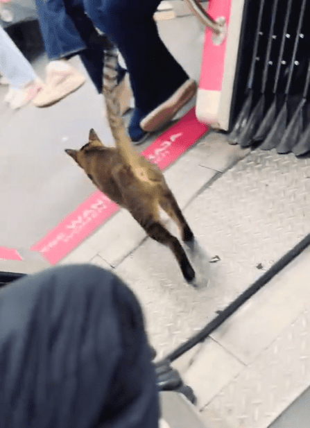 Cat casually walking into female coach Screenshot 2025-03-14 180227