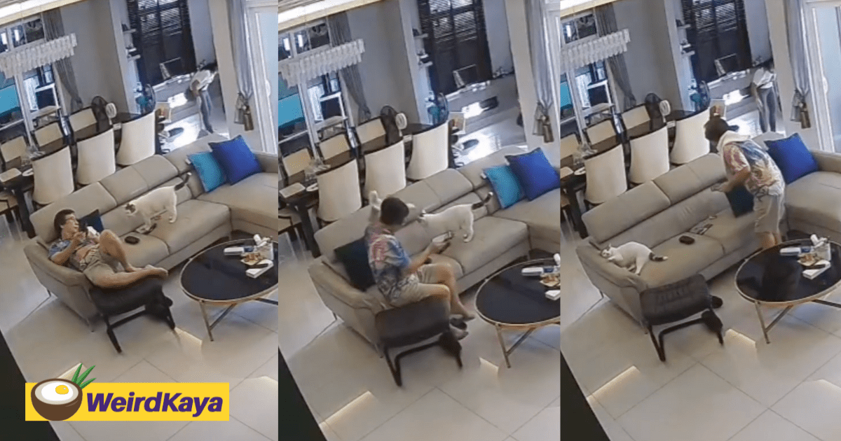 Cat Claims Spot On Sofa From Man Like It's The CEO Of The House