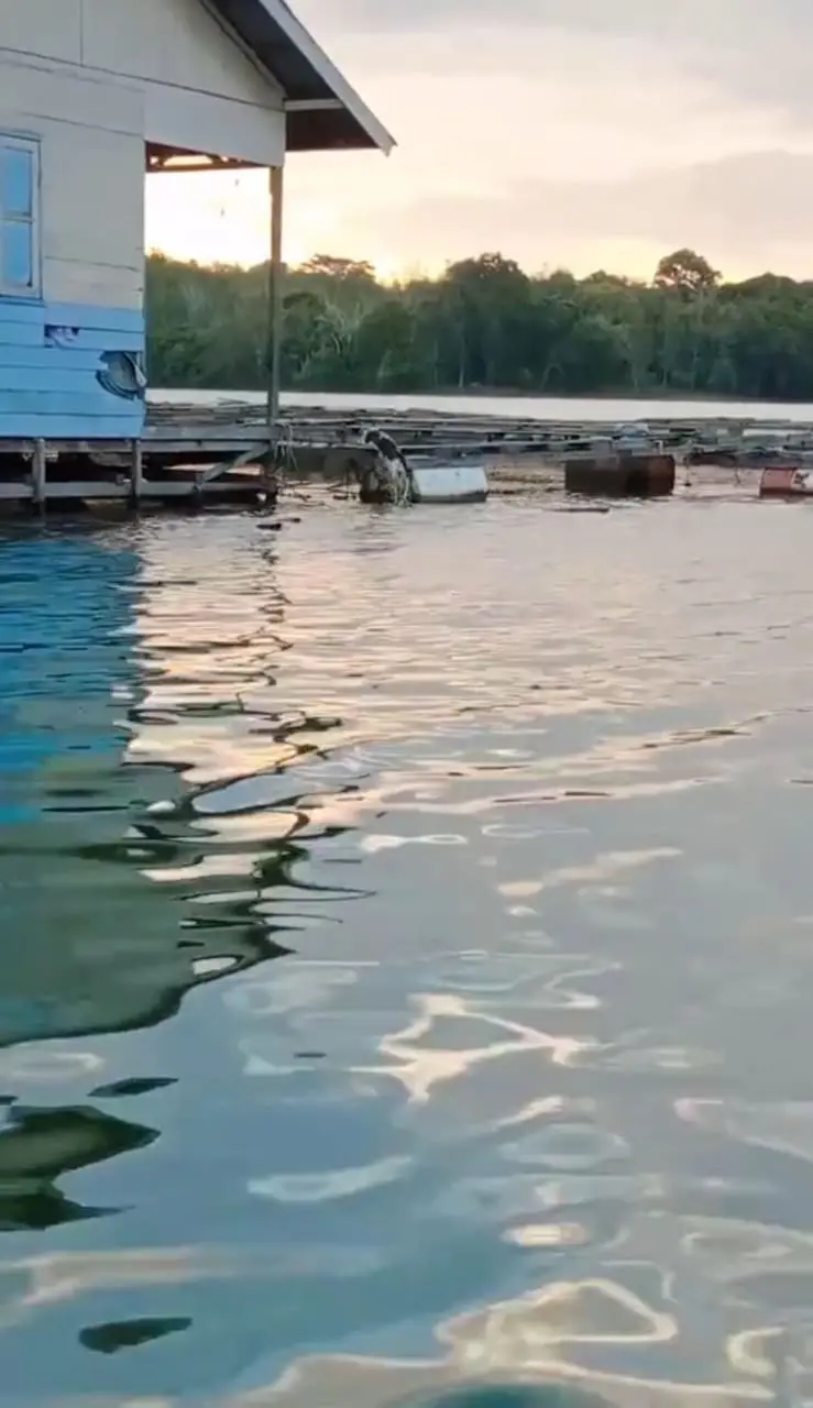 cat climbing to the jeti place