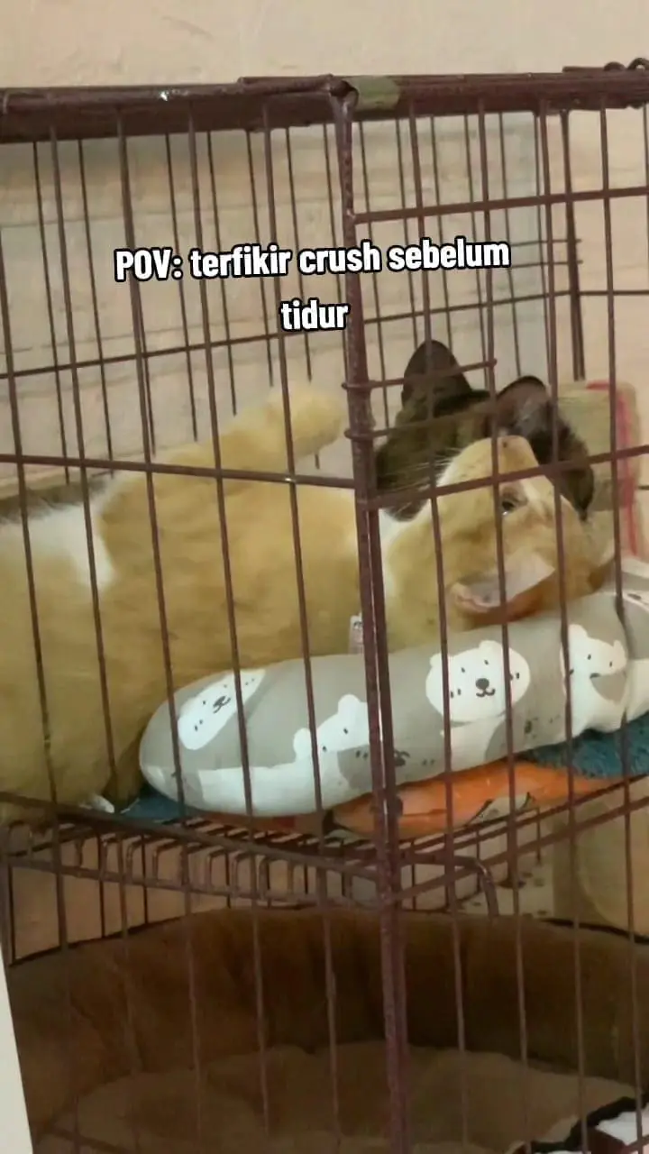 cat daydreaming in a cage