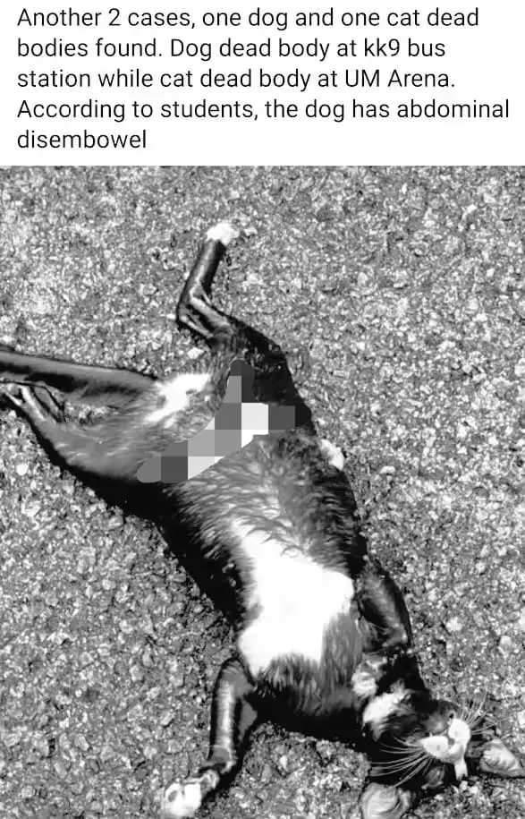 Cat found dead at UM