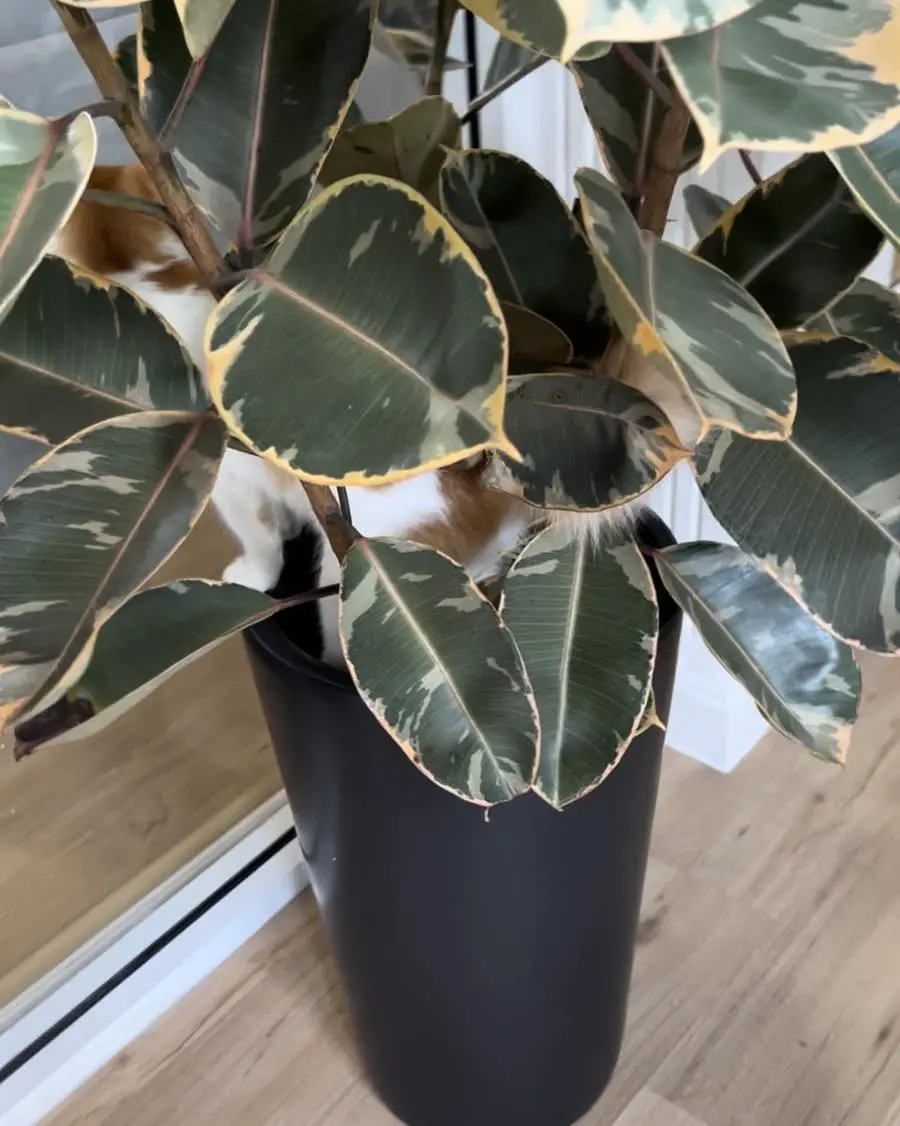 cat hiding inside flower pot
