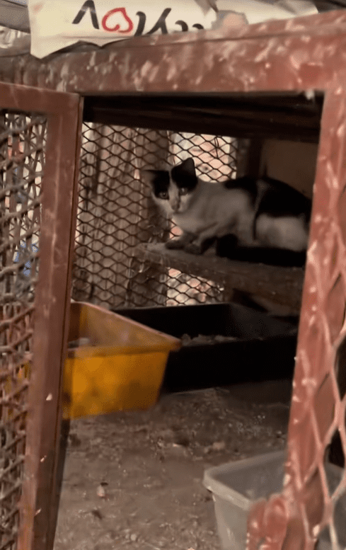 Cat in burned cage save after Putra Heigt incident