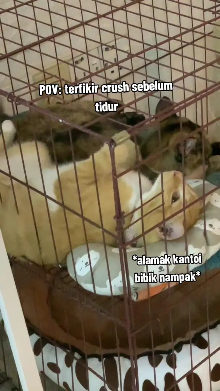 cat laying beside its mother