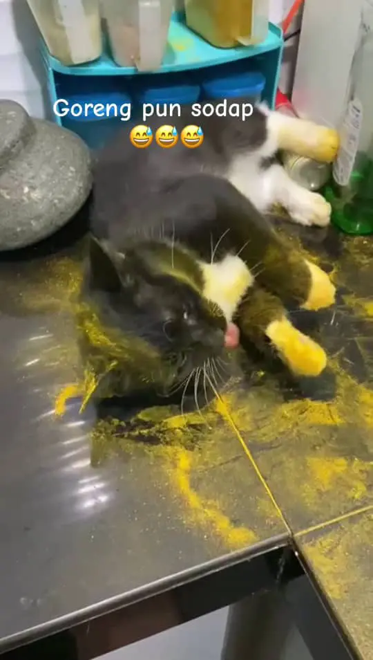 cat licking its hand while playing with turmeric powder on table