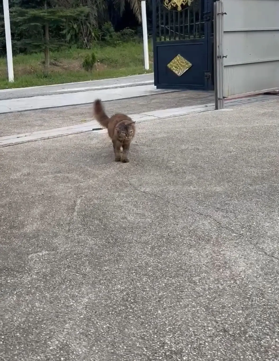 Cat Loses Leg Due To Diabetes After Years Of Eating Human Food High In Sugar