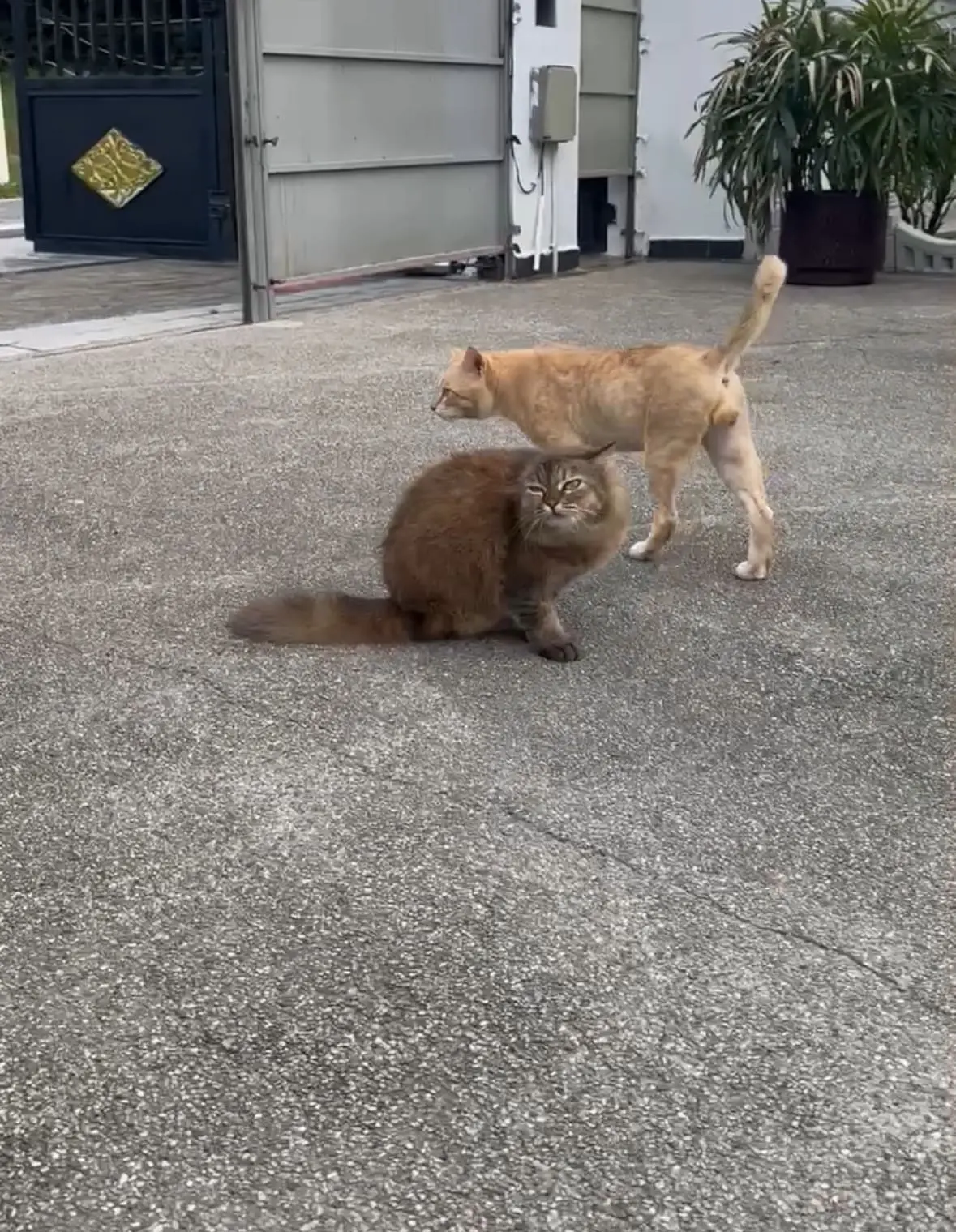 Cat Loses Leg Due To Diabetes After Years Of Eating Human Food High In Sugar