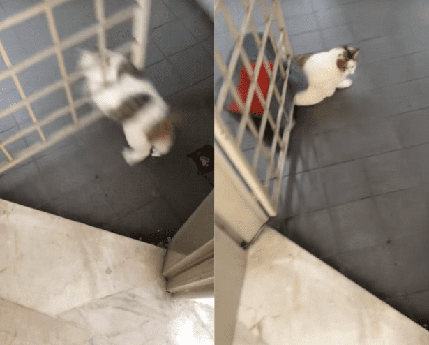 Cat panics while squeezing through grille door gap