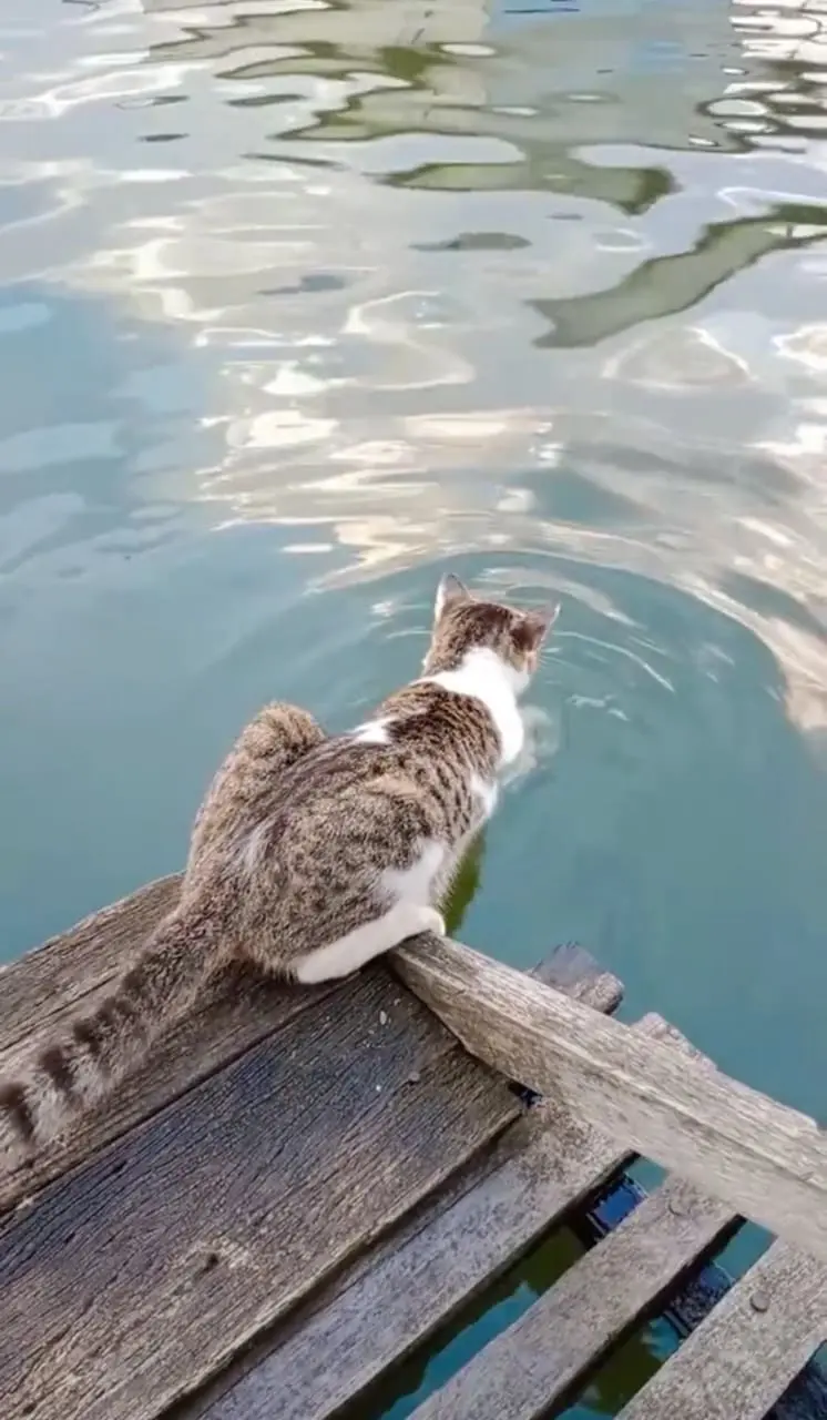 cat plating with river water