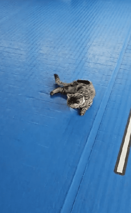 Cat prefer feet petting (1)