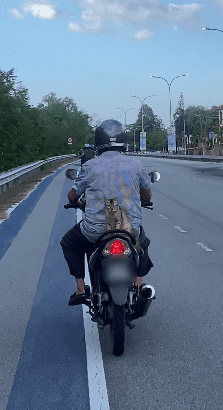 cat riding on bike on road