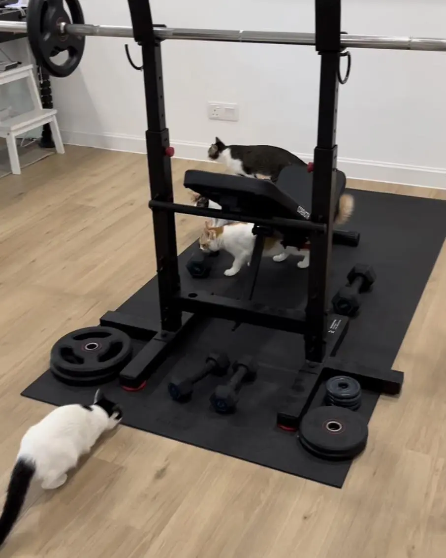 cat roaming around gym equipment