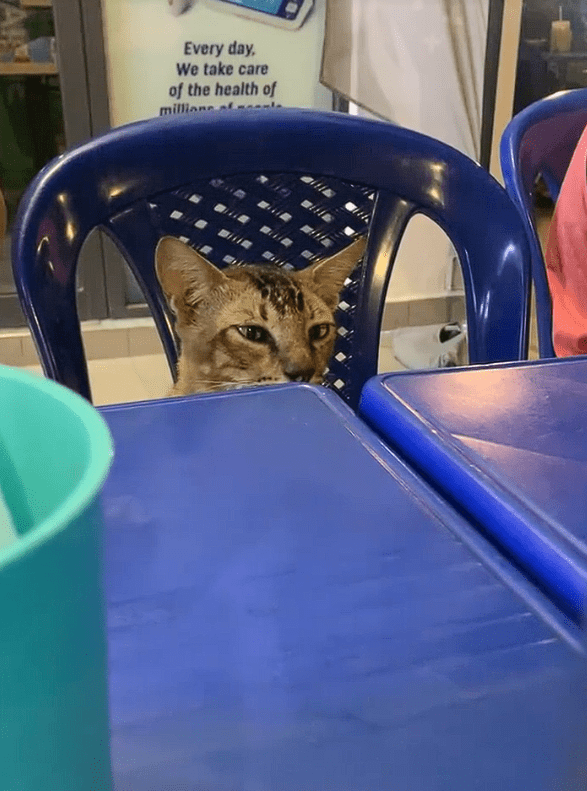 Cat sitting at mamak (2)