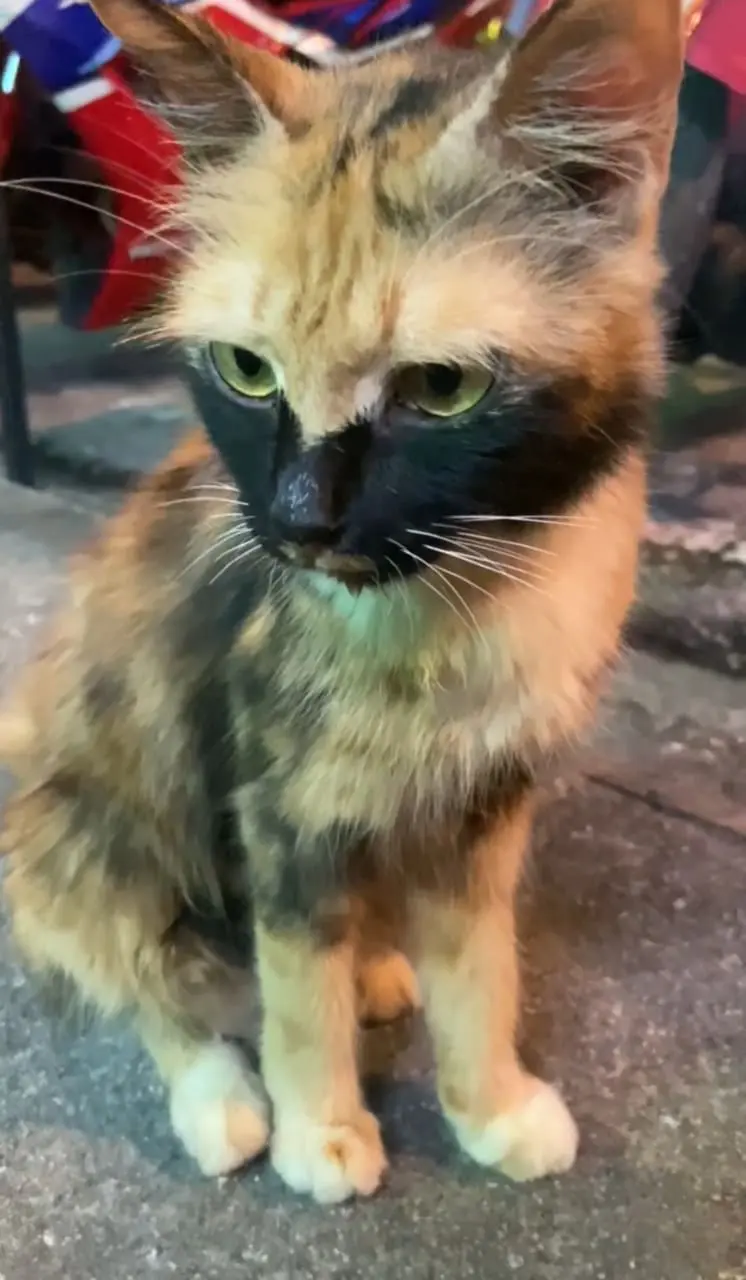 cat sitting on the road