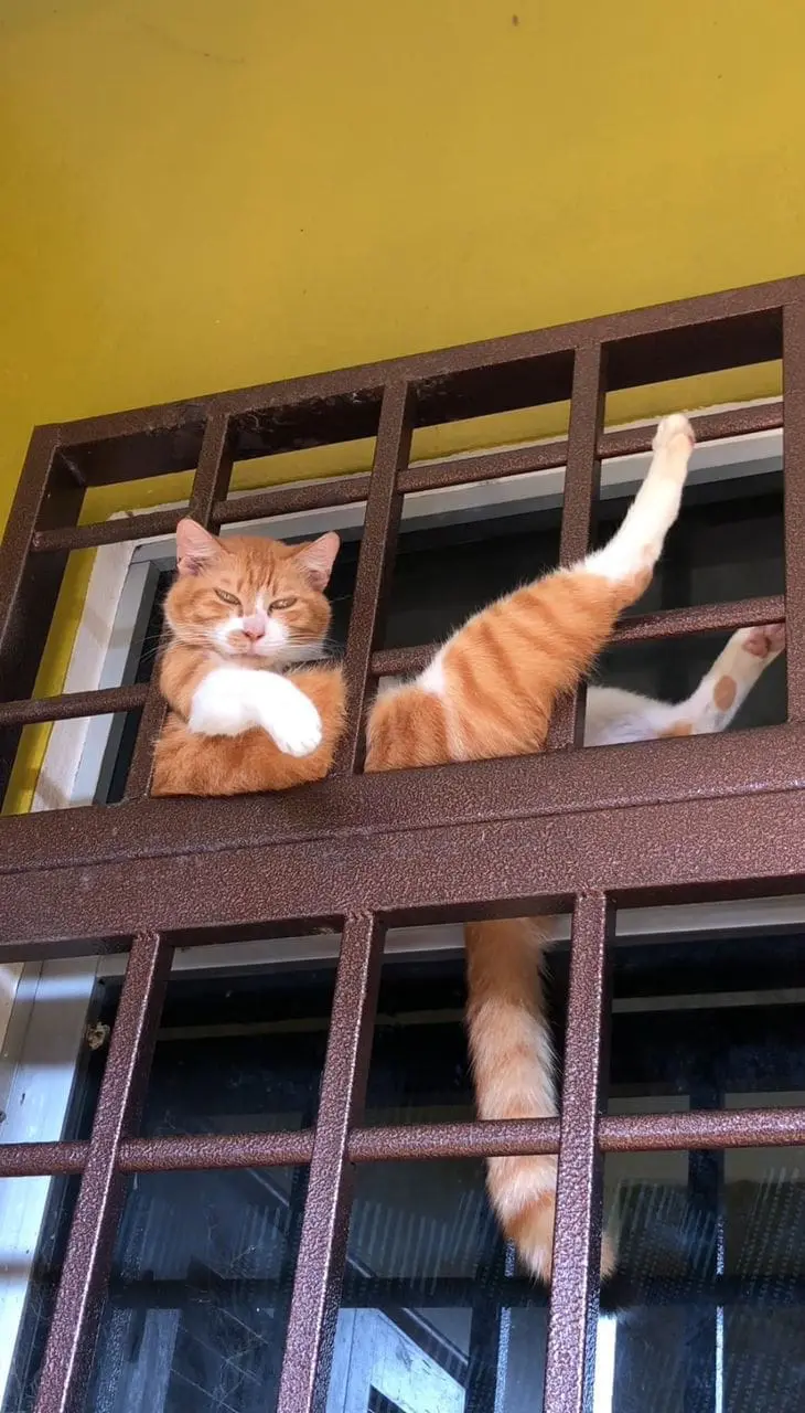 cat sitting on top of gate