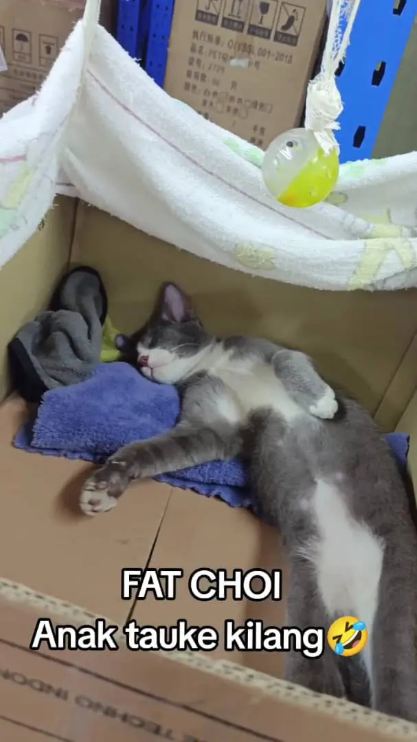 cat sleeping in a box