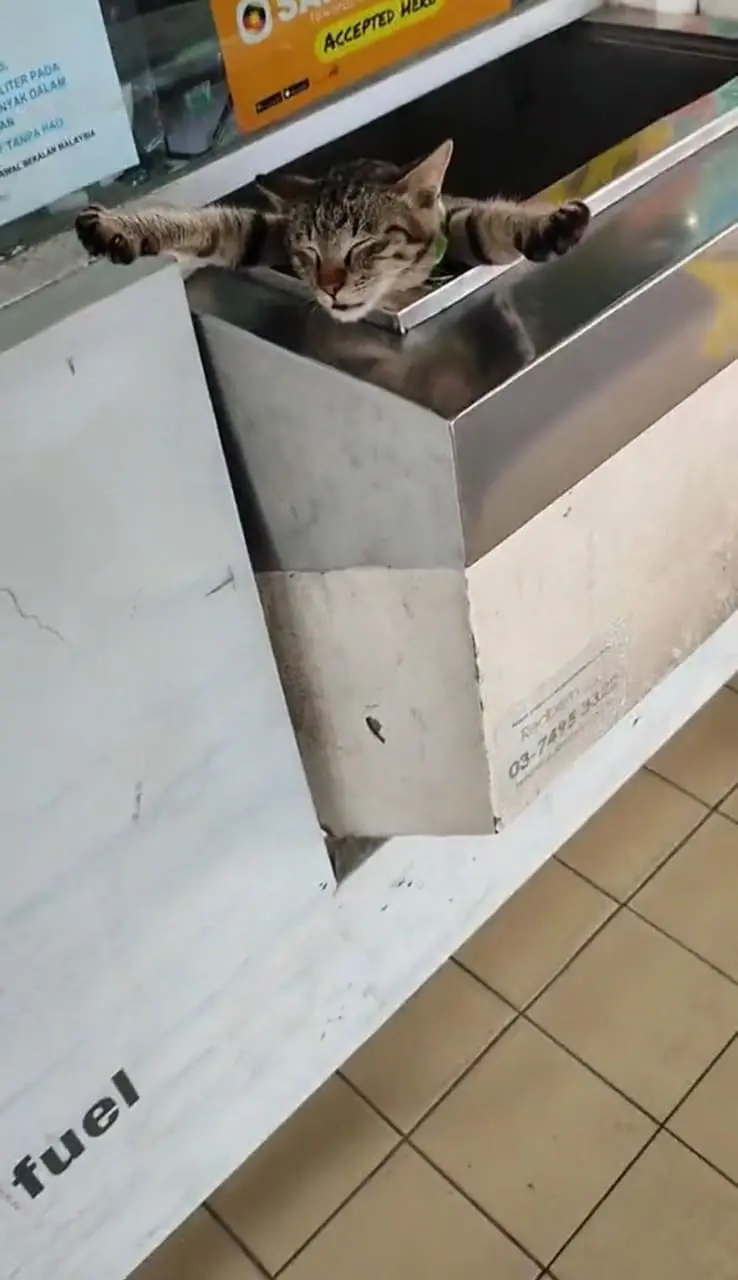 cat sleeping in a petrol station payment counter