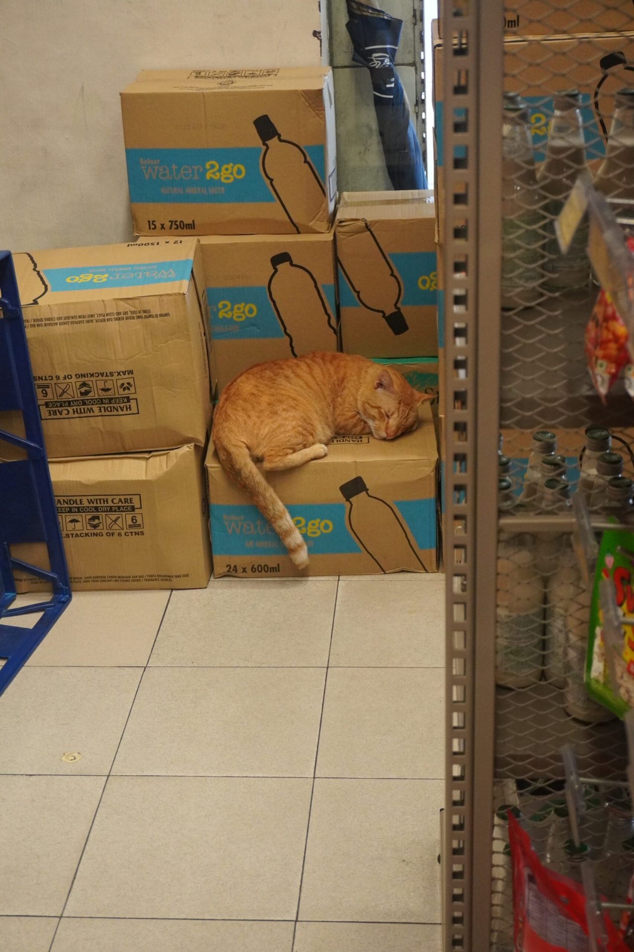 cat sleeping in the store room