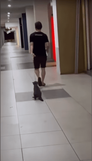 Cat struggles while being dragged with rope
