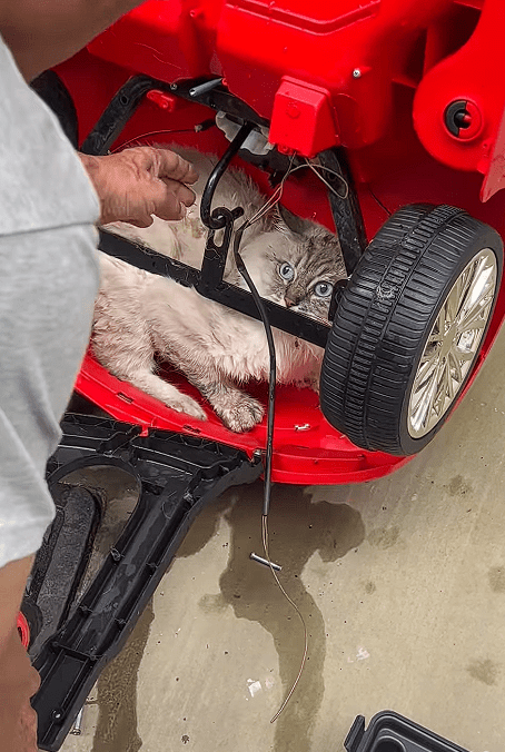 Cat trapped in car (1)