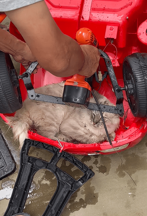 Cat trapped in car (3)