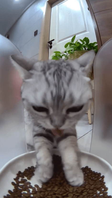 Cat using its paw to eat