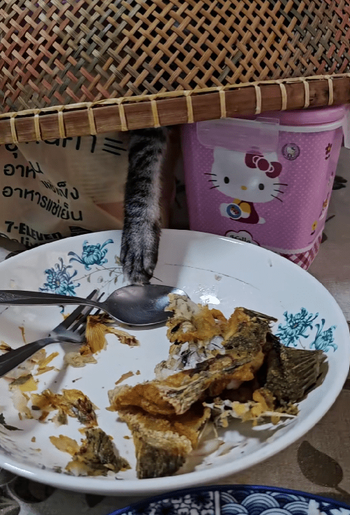 cat using its paw to steal its owner's food