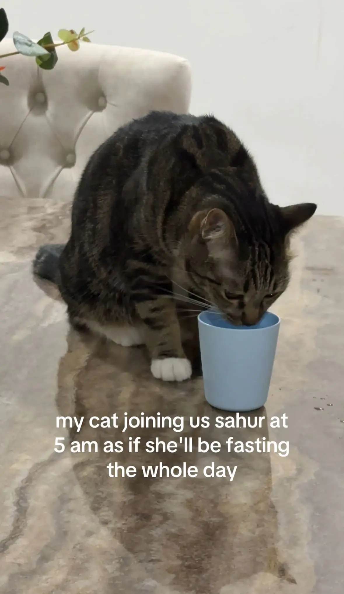 cat wakes up for sahur