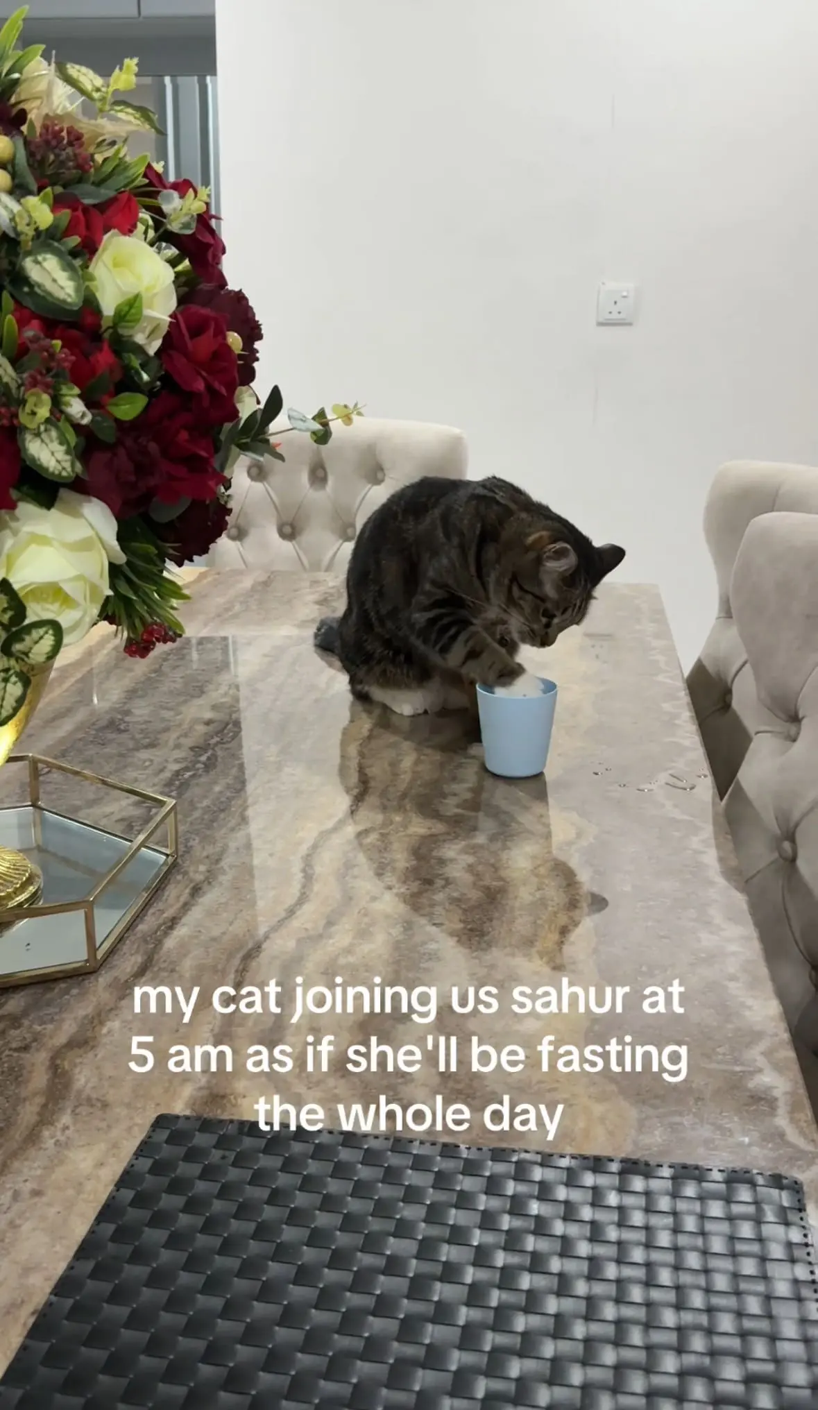 cat wakes up for sahur