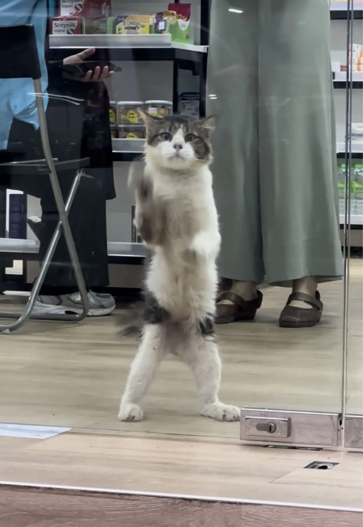 cat wiping local convenient store glass door