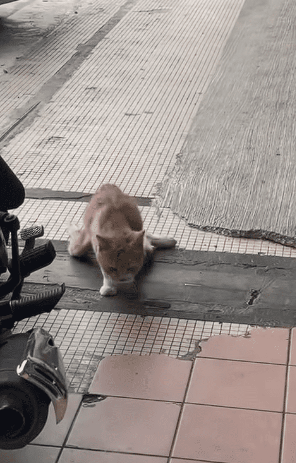 Cat with fractured hinds leg