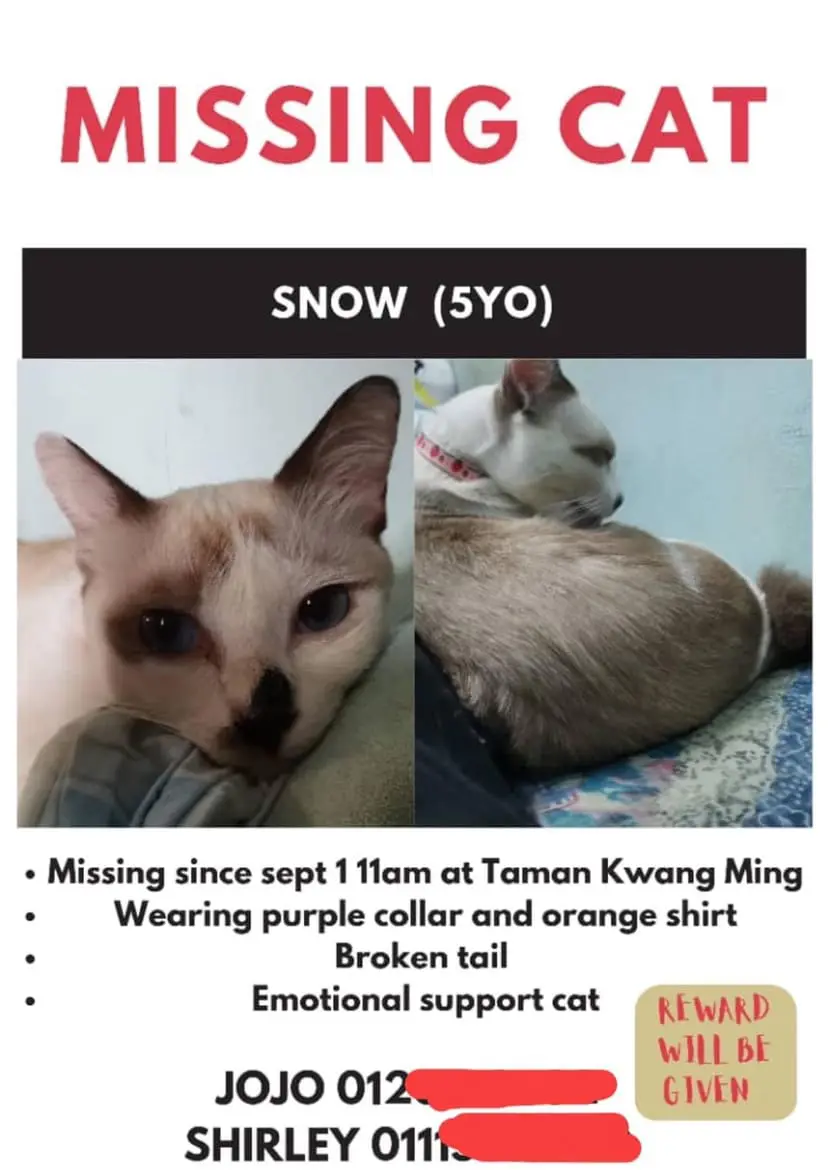 'Catnapper' Demands RM6k Ransom If The Owner Wants Their Cat To Be Safe