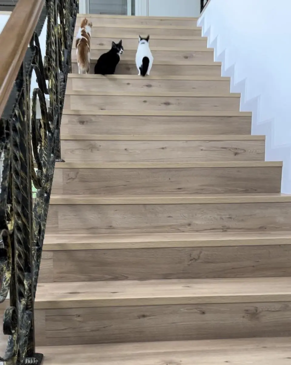 cats on staircase