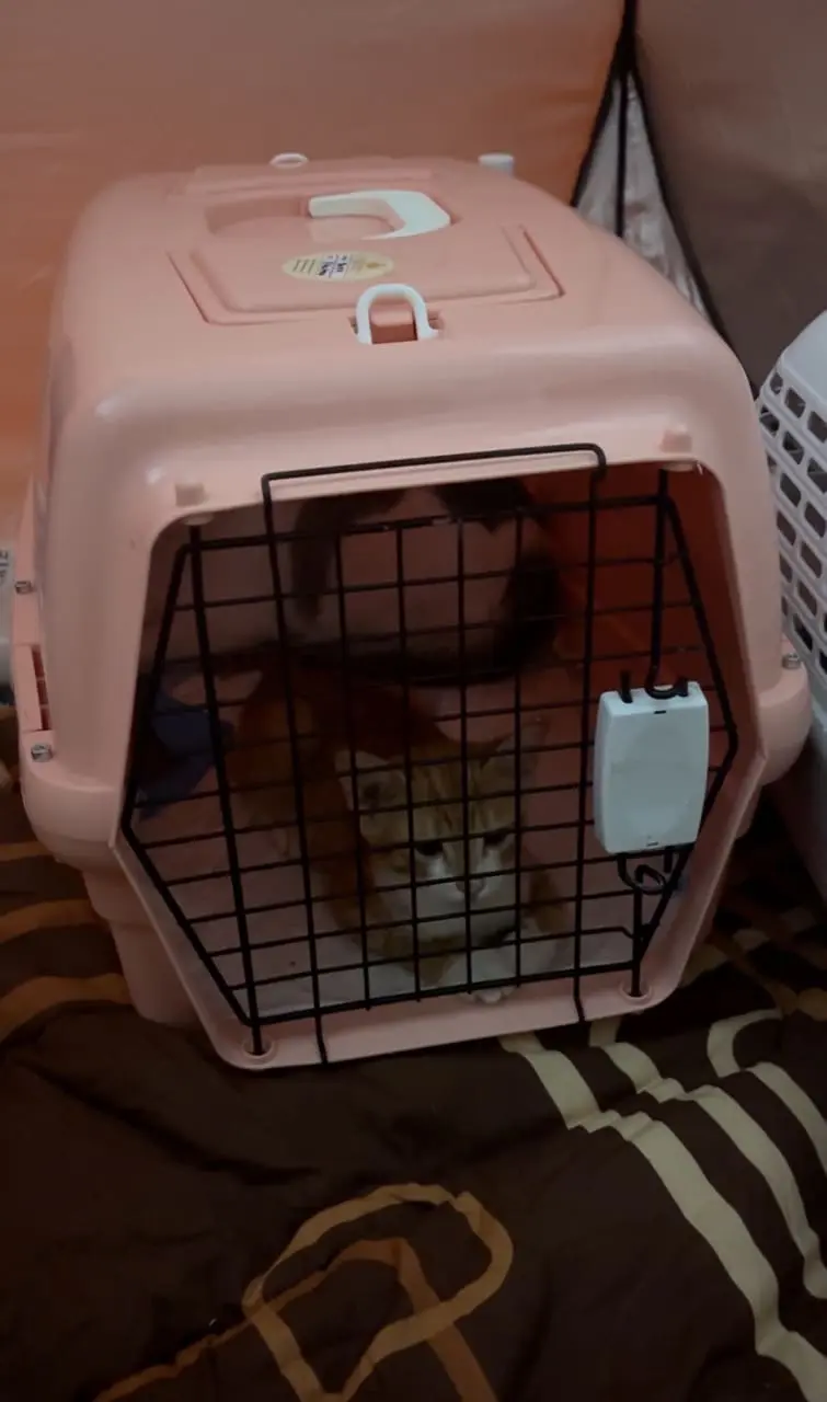 cats rescued from gas explosion at putra heights