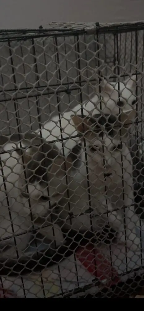 cats rescued from gas explosion