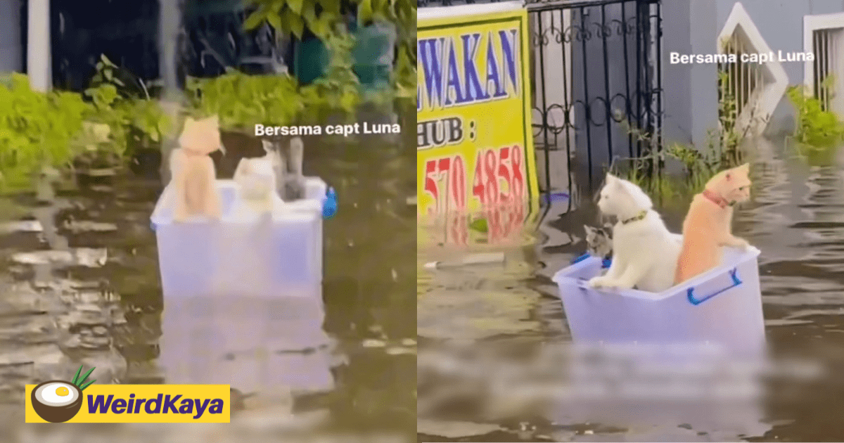 Cats Seen Floating At Flooded Area In Kelantan, Netizens Call For Other Cats To Be Saved Too