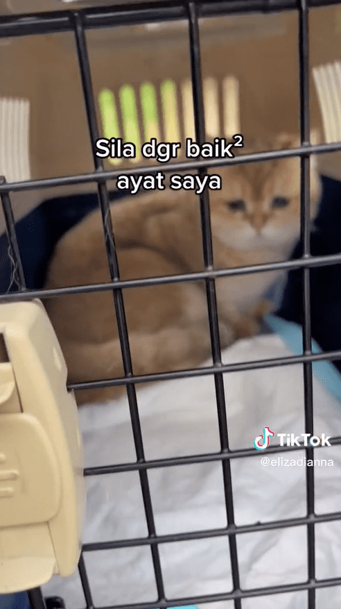 M'sian Woman Brings Cat On KTM Train Ride, Gets Bashed For Breaking 'No Pets' Rule