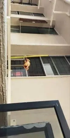 Chicken at balcony in S'pore